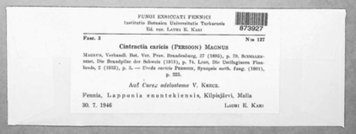 Anthracoidea caricis image